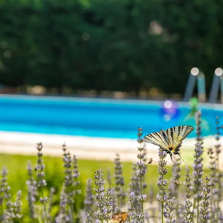 Family Friendly House With A Swimming Pool Cerion, Istria - Sredisnja Istra - 16332 בית נופש Višnjan